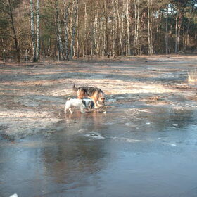 Hondenfoto van liesbeth,Turbo,Luna, Levi en Faith