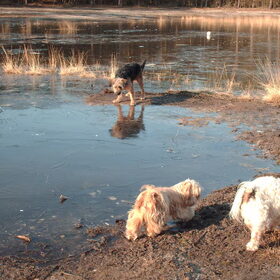 Hondenfoto van liesbeth,Turbo,Luna, Levi en Faith