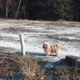 Hondenfoto van liesbeth,Turbo,Luna, Levi en Faith