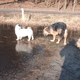 Hondenfoto van liesbeth,Turbo,Luna, Levi en Faith