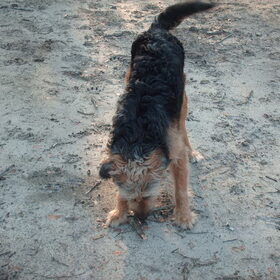 Hondenfoto van liesbeth,Turbo,Luna, Levi en Faith