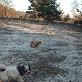 Hondenfoto van liesbeth,Turbo,Luna, Levi en Faith