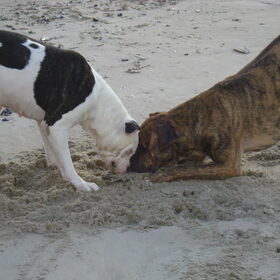 Hondenfoto van Erika & Faya  ?BRL?