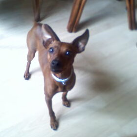 Hondenfoto van roxanne