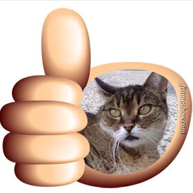 Goed gedaan! (Tigre)