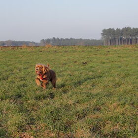 knapperd