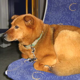 Molly is dol op bus en trein, eerst gaat ze mensen verleiden…