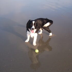 testo op het strand 29 januari 2011