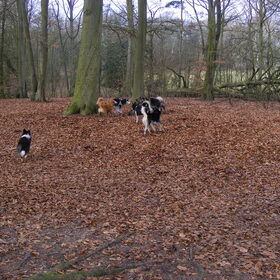 Poolhonden wandeling Heemstede 30 januari 2011