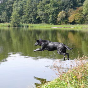 Hondenfoto van Eef en Tjibbe
