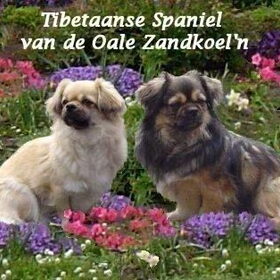 Hondenfoto van  Appie en de tibbies