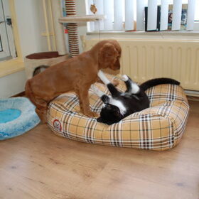 Spelen met Bibi