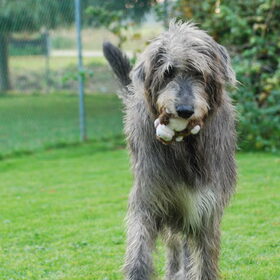 Clannad, vanaf pup tot het laatste toe had hij een knuffel.