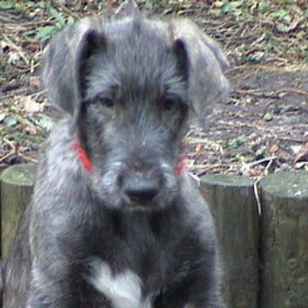 Kalistos als pup.