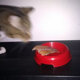 Hondenfoto van Eef en Tjibbe