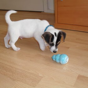 Puppykongetje.