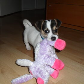 Melo + z'n slaapknuffeltje.