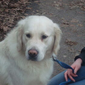 Guus in het park