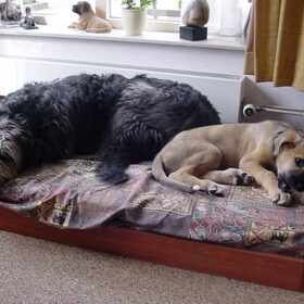 12 weken, samen met Zita op bed