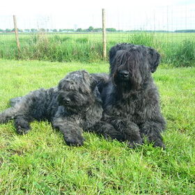 Brandy & Cayuse, Lekker genieten van het zonnetje :)