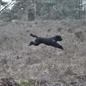 I believe I can fly