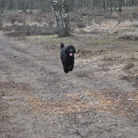 vliegende hond
