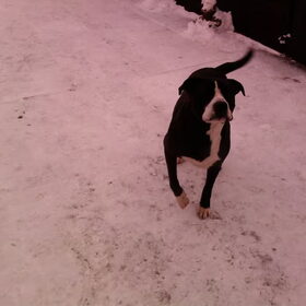 Hondenfoto van Lady,,,Melissa,,,Rocco