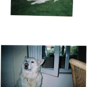 Dit is onze tweede witte herder, Bo hebben we uit het asiel…