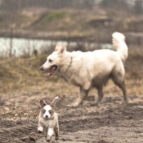 Gentle van Bettina en Hetty