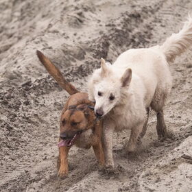 Myla en Rowan van Hetty en Bettina