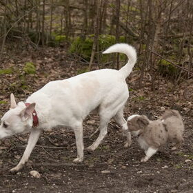 Mickey en Gentle van Bettina en Hetty