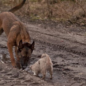 Bentley (van mij) en Gentle van Bettina en Hetty