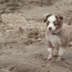 Gentle van Bettina en Hetty