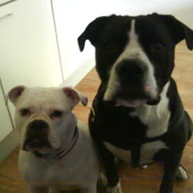 Hondenfoto van Lady,,,Melissa,,,Rocco