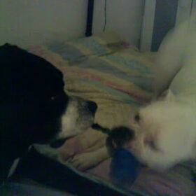 Hondenfoto van Lady,,,Melissa,,,Rocco
