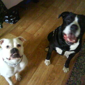 Hondenfoto van Lady,,,Melissa,,,Rocco