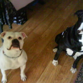 Hondenfoto van Lady,,,Melissa,,,Rocco