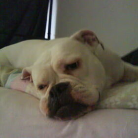 Hondenfoto van Lady,,,Melissa,,,Rocco
