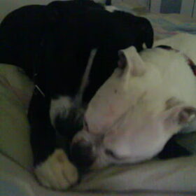 Hondenfoto van Lady,,,Melissa,,,Rocco