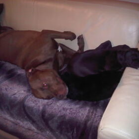 Hondenfoto van Amanda *Diablo & Lana