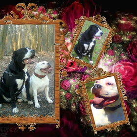 Hondenfoto van Lady,,,Melissa,,,Rocco