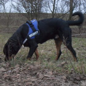 Hondenfoto van Hannie met Beer en Chelsea