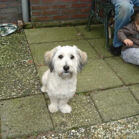 sammie (4)