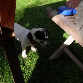 Puppenkwaad?? Dit touwtje is gewoon zo lekker om op te knagen…