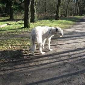 Wandeling in het bos.
