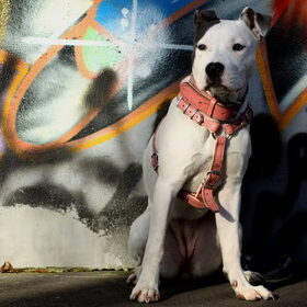 mooie stoere Lady