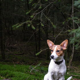 Klein mecheltje vermomd als een *jack russel