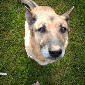 dit is betsy, ze was mijn vorige hond^^ hmm k mis ze toch nog…