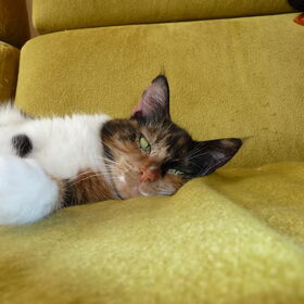 de poes