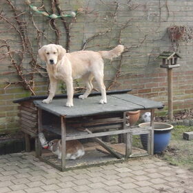 Gesprongen op het konijnenhok. :O Eerst was ze evengroot als het…